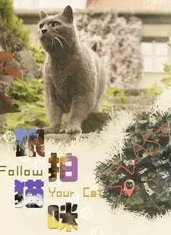 《跟拍猫咪》：镜头下的萌宠日常，捕捉生活中的小确幸与意外惊喜